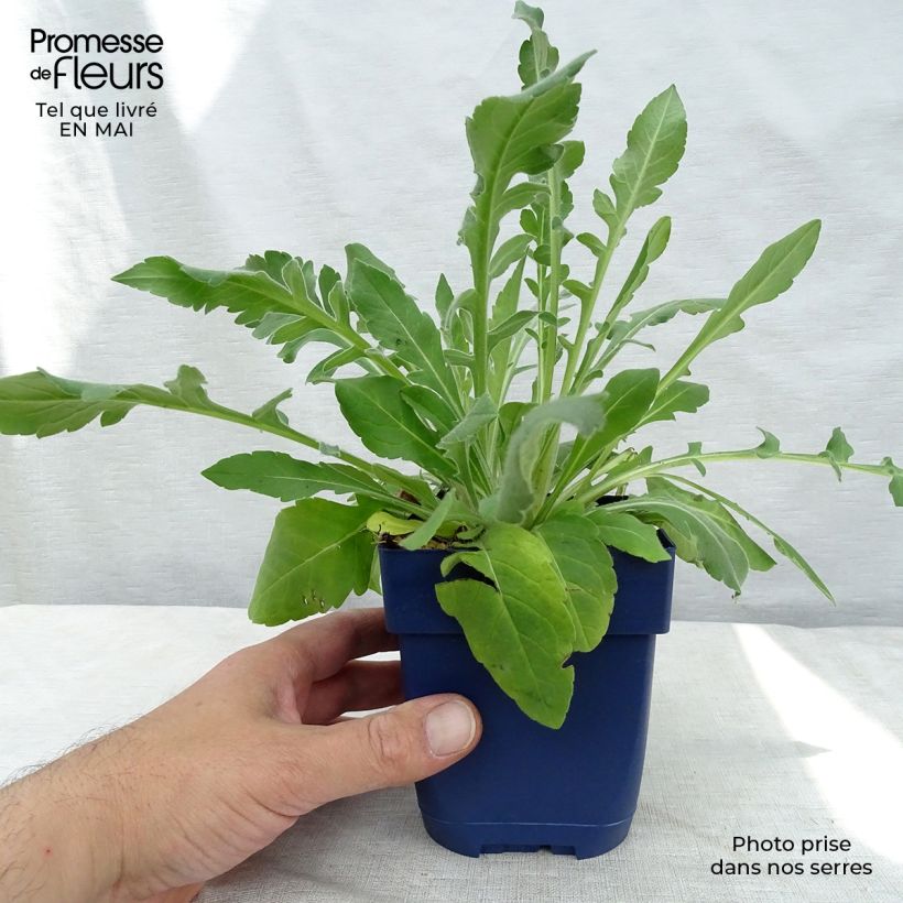 Example of Knautia macedonica Vasetto da 7/8 cm as you get in printemps