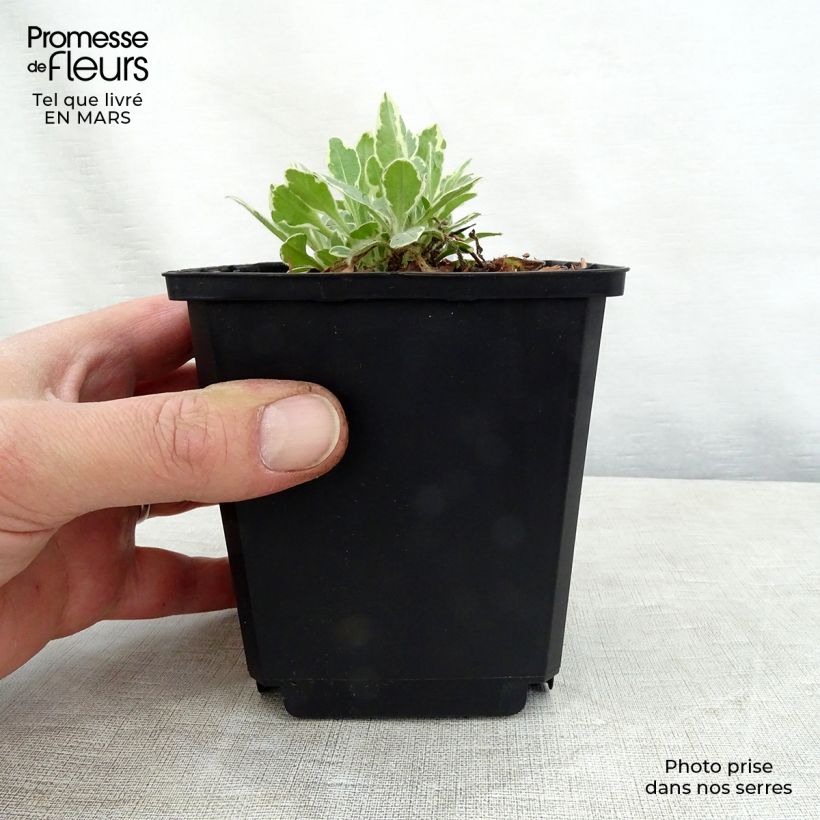 Knautia macedonica Thunder and Lightning Vasetto da 8/9 cm esemplare consegnato in primavera