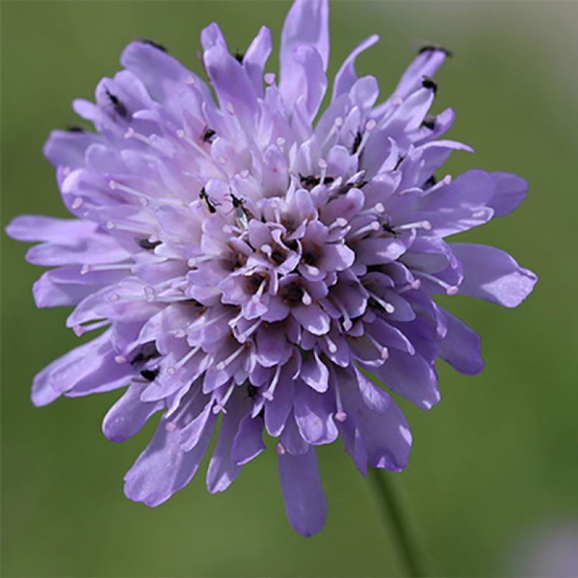 Knautia arvensis - Ambretta comune (Flowering)