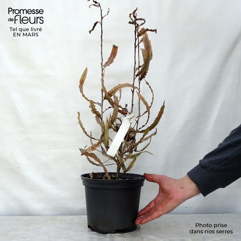 Example of Knightia excelsa - Rewarewa Vaso da 3L/4L as you get in printemps