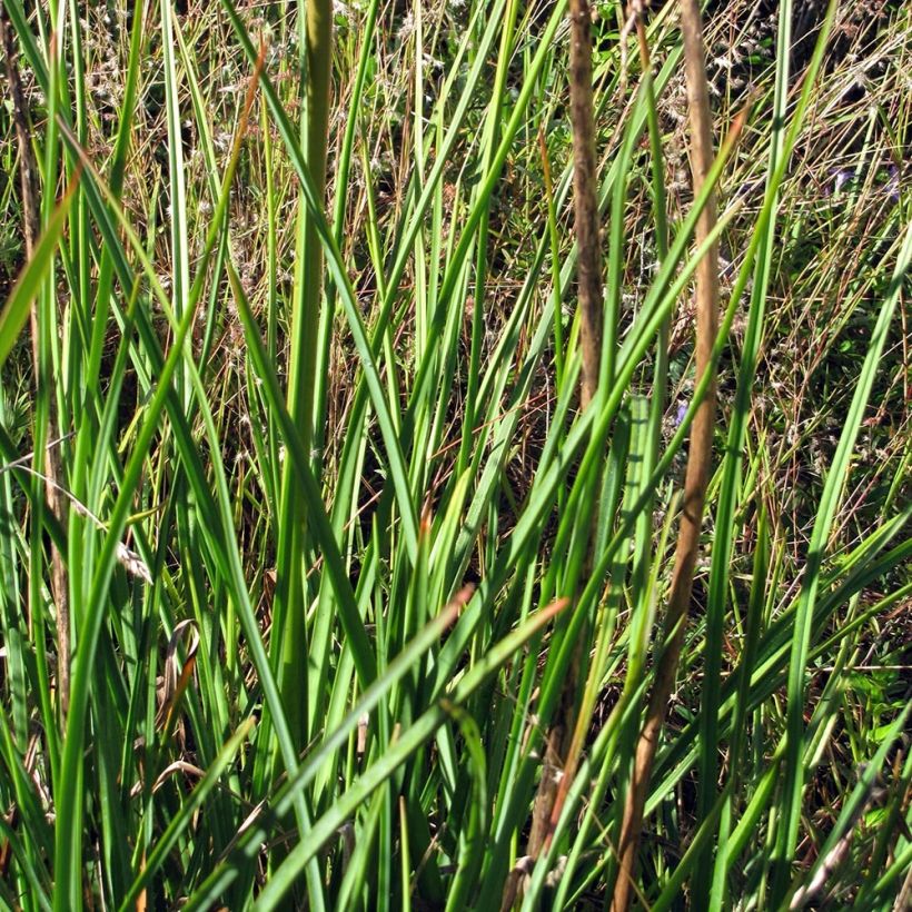 Kniphofia Alcazar - Giglio della torcia (Foliage)