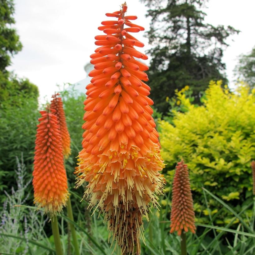 Kniphofia Alcazar - Giglio della torcia (Flowering)