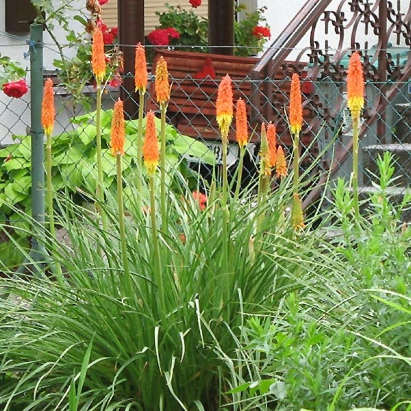 Kniphofia Alcazar - Giglio della torcia (Plant habit)