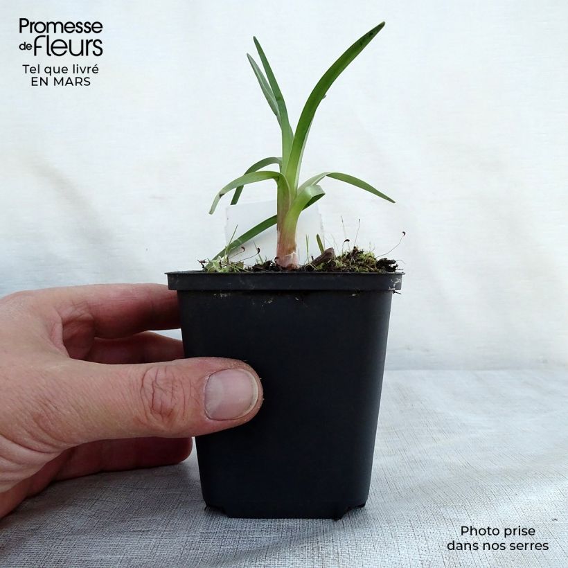 Example of Kniphofia Alcazar - Giglio della torcia Vasetto da 8/9 cm as you get in printemps