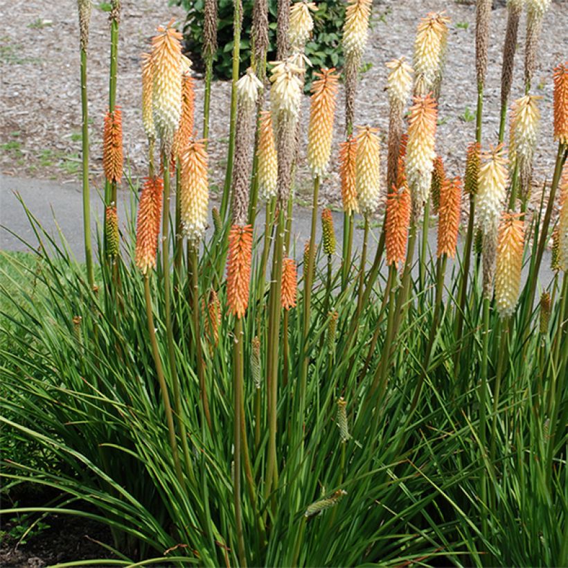Kniphofia Cobra - Giglio della torcia (Plant habit)