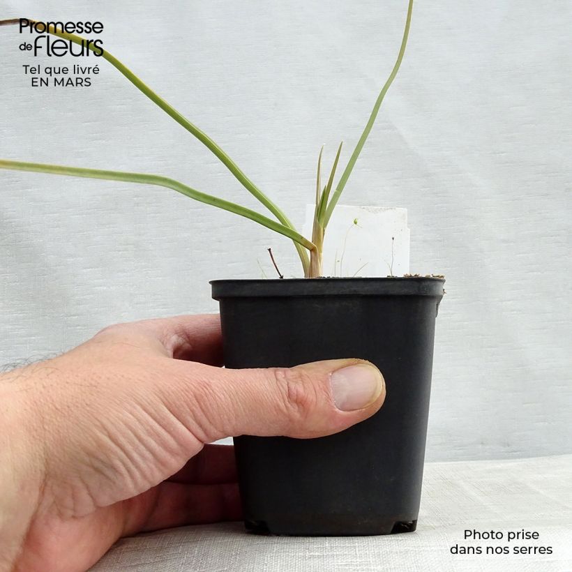 Example of Kniphofia Dorset Sentry - Giglio della torcia Vasetto da 8/9 cm as you get in printemps