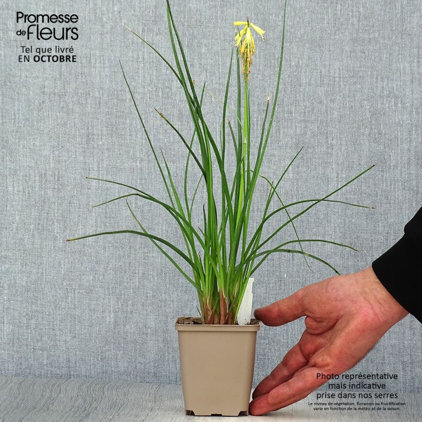 Esemplare di Kniphofia Elvira - Giglio della torcia Vasetto da 8/9 cm come consegnato in autunno