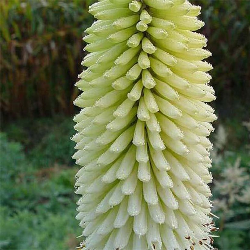 Kniphofia Ice Queen - Giglio della torcia (Flowering)