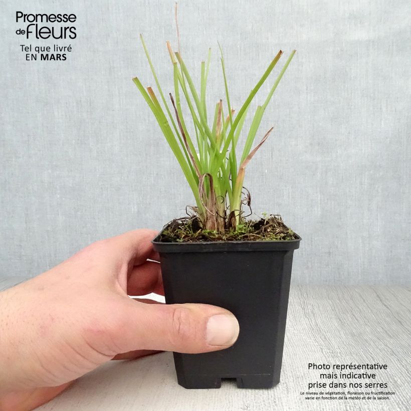 Example of Kniphofia Ice Queen - Giglio della torcia Vasetto da 8/9 cm as you get in printemps