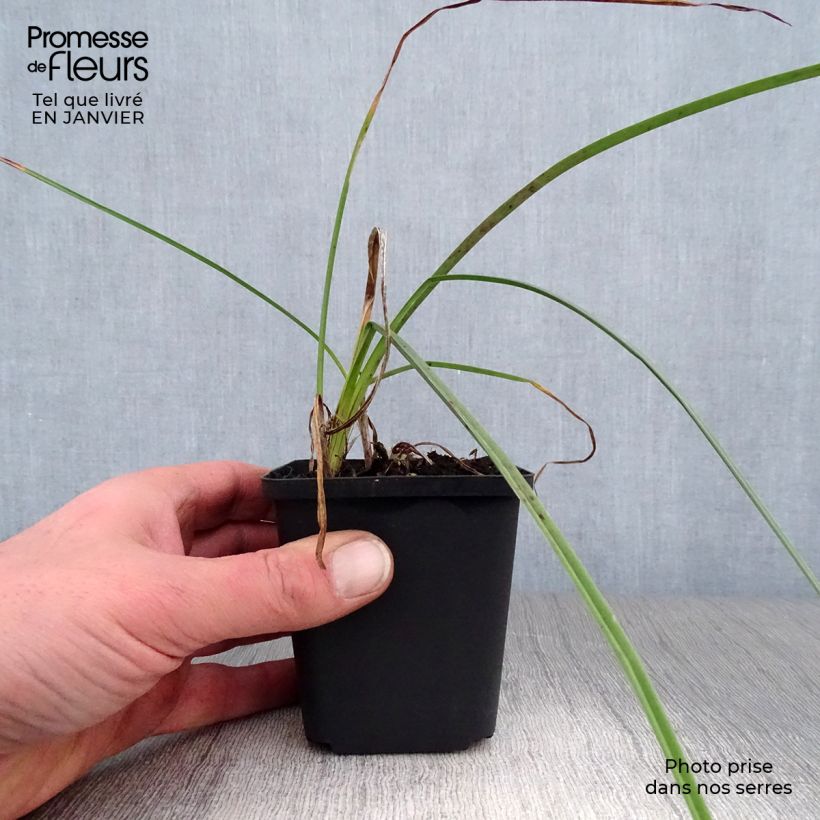 Kniphofia Minister Verschuur - Giglio della torcia Vasetto da 8/9 cm esemplare consegnato in inverno