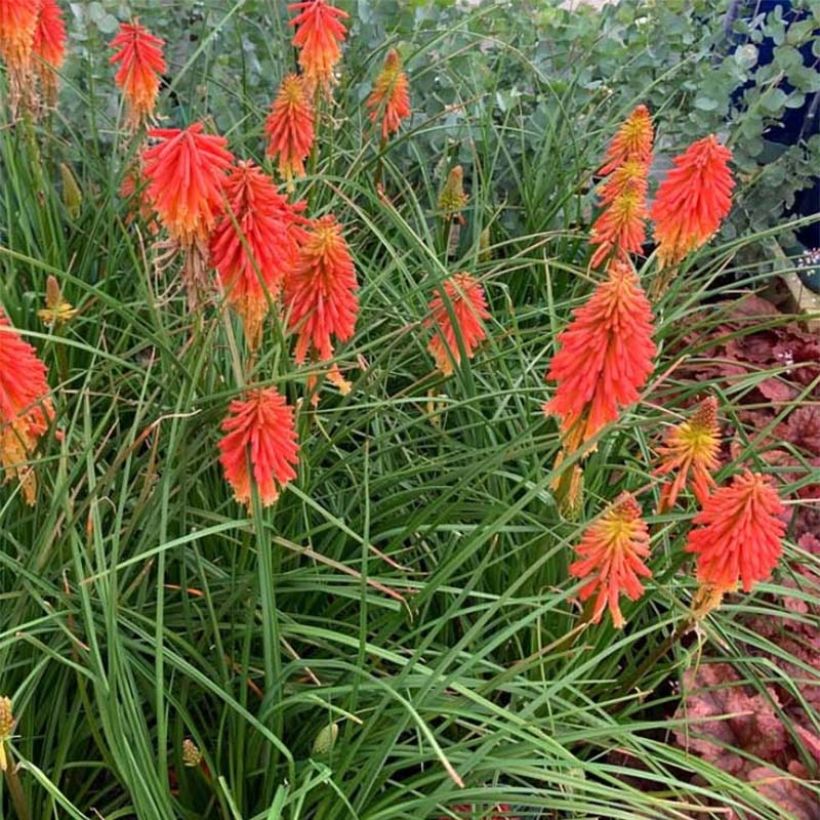 Kniphofia Papaya Popsicle - Giglio della torcia (Plant habit)