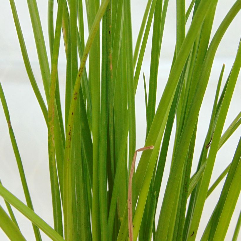Kniphofia Redhot Popsicle - Giglio della torcia (Foliage)
