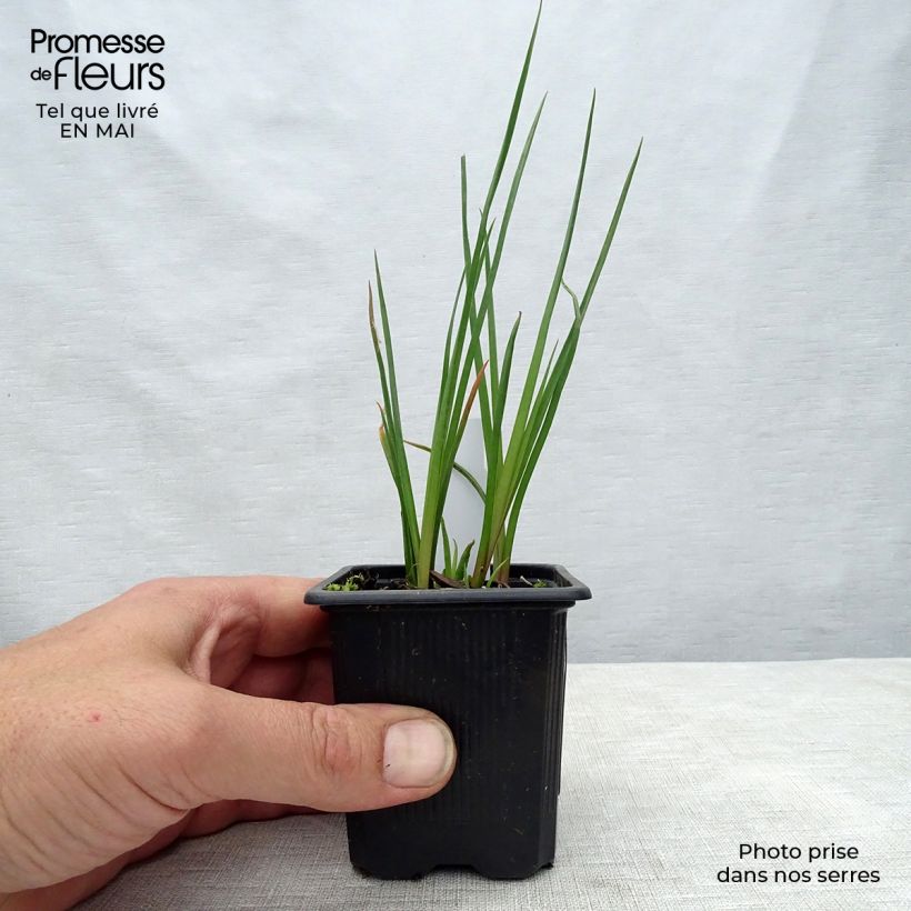 Example of Kniphofia Redhot Popsicle - Giglio della torcia Vasetto da 8/9 cm as you get in printemps