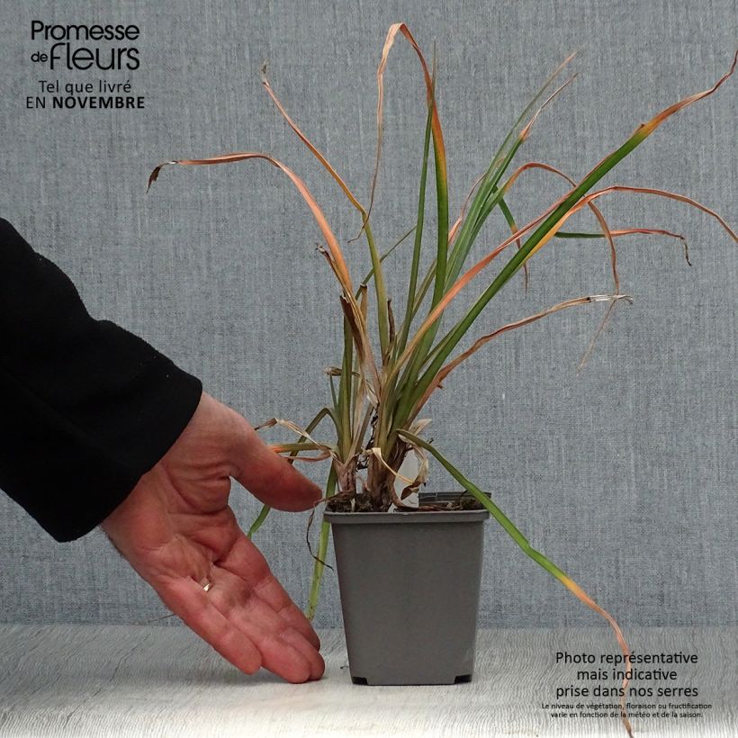 Esemplare di Kniphofia Tawny King - Giglio della torcia Vasetto da 8/9 cm come consegnato in autunno