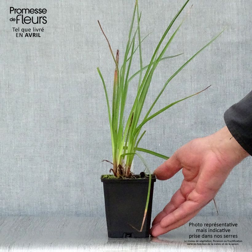 Example of Kniphofia Wrexham Buttercup - Giglio della torcia Vasetto da 8/9 cm as you get in printemps