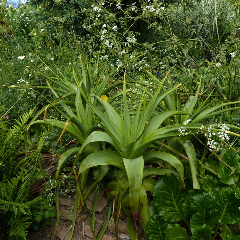 Kniphofia northiae - Giglio della torcia (Porto)