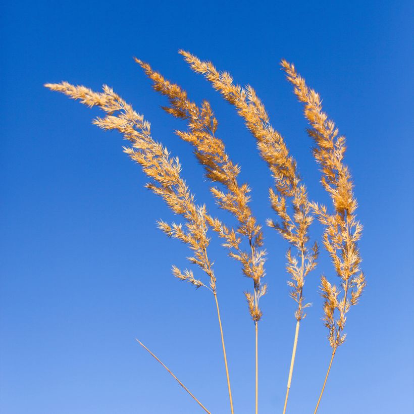 Koeleria glauca - Paléo bianco (Fioritura)