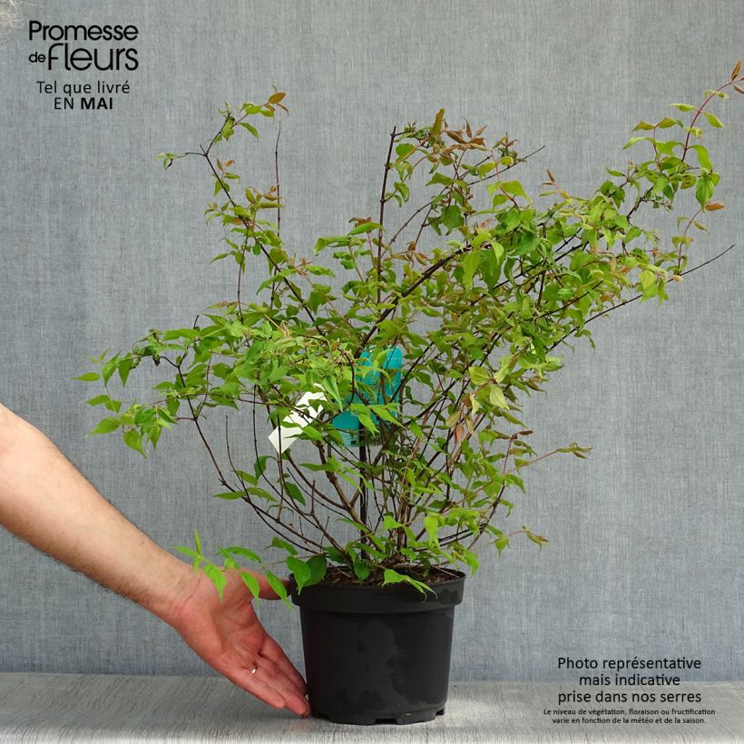 Example of Kolkwitzia amabilis Vaso da 3L/4L as you get in printemps