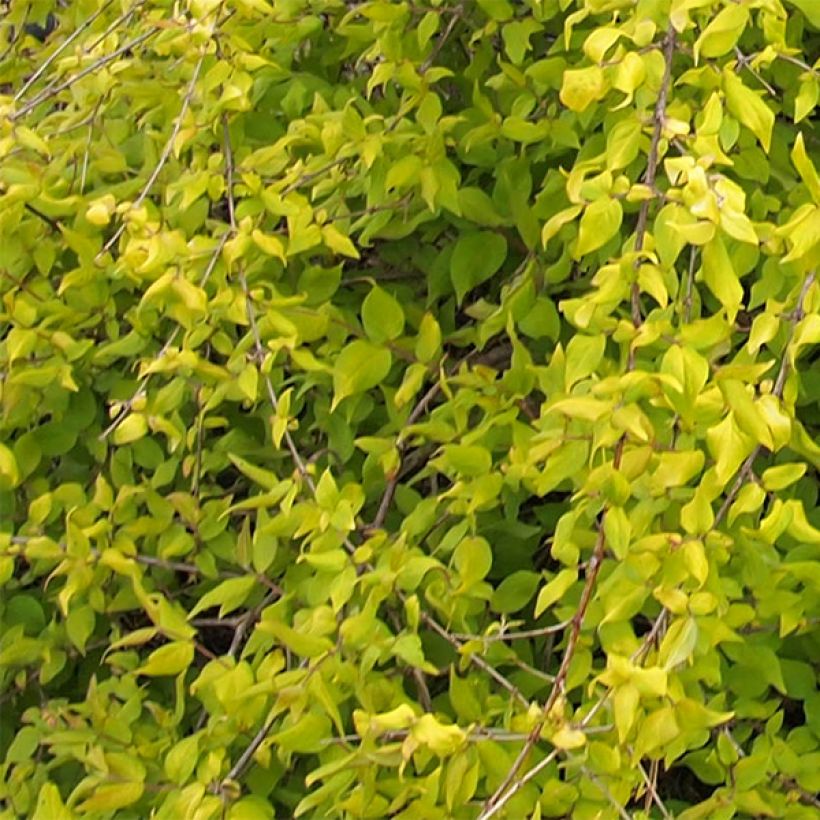 Kolkwitzia amabilis Maradco (Foliage)