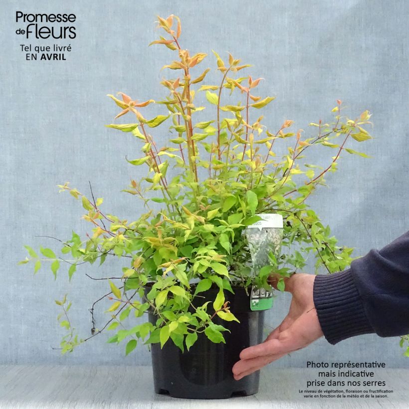 Example of Kolkwitzia amabilis Maradco Vaso da 3L/4L as you get in printemps