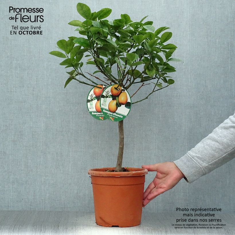 Esemplare di Citrus japonica obovata - Mandarino chinese Vaso da 4L/5L, Vaso impalcato basso come consegnato in autunno