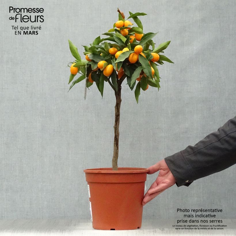 Example of Fortunella margarita - Kumquat ovale Vaso da 4L/5L as you get in printemps