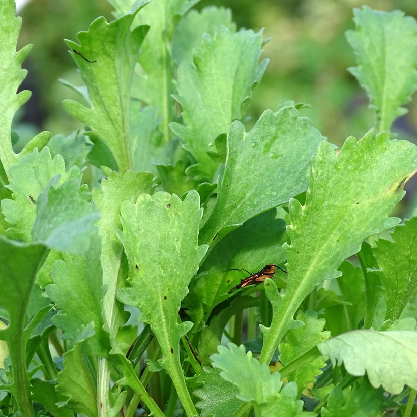 Leucanthemum vulgare Maikonigin - Margherita comune (Fogliame)