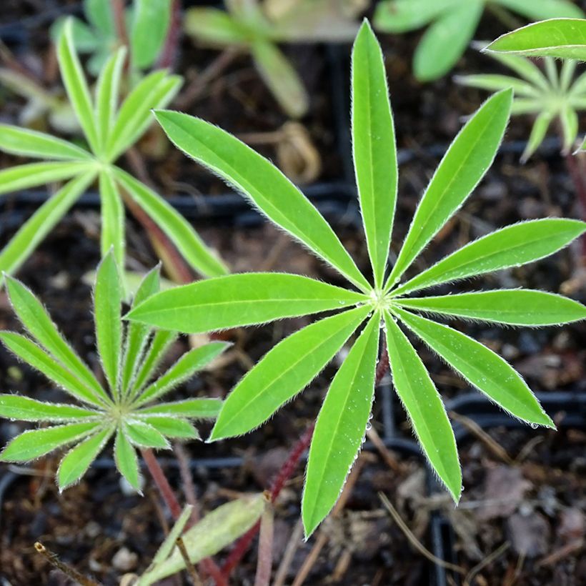 Lupinus Minaret - Lupino (Foliage)