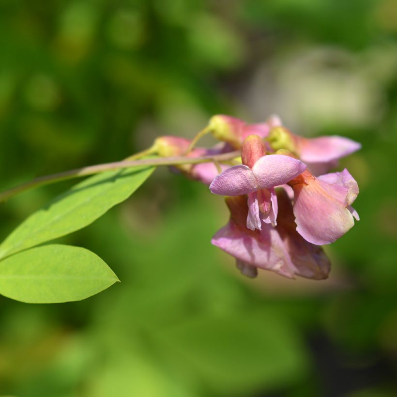 Laburnocytisus adamii (Fioritura)