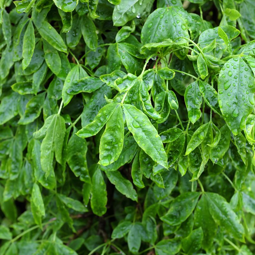 Laburnum alpinum Pendulum (Fogliame)