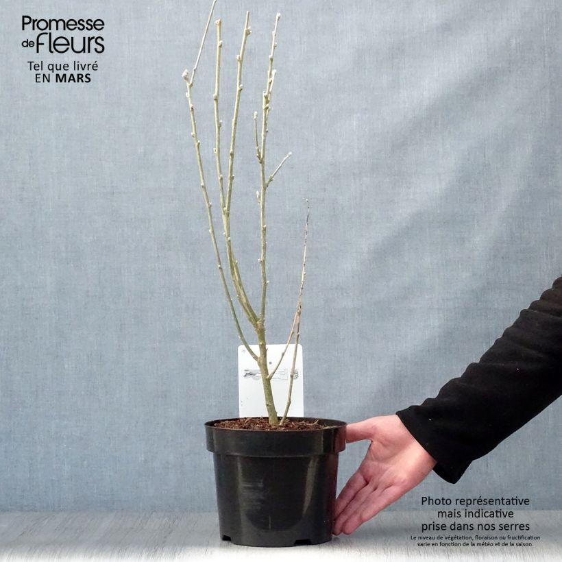 Laburnum anagyroides - Maggiociondolo comune Vaso da 2L/3L esemplare consegnato in primavera