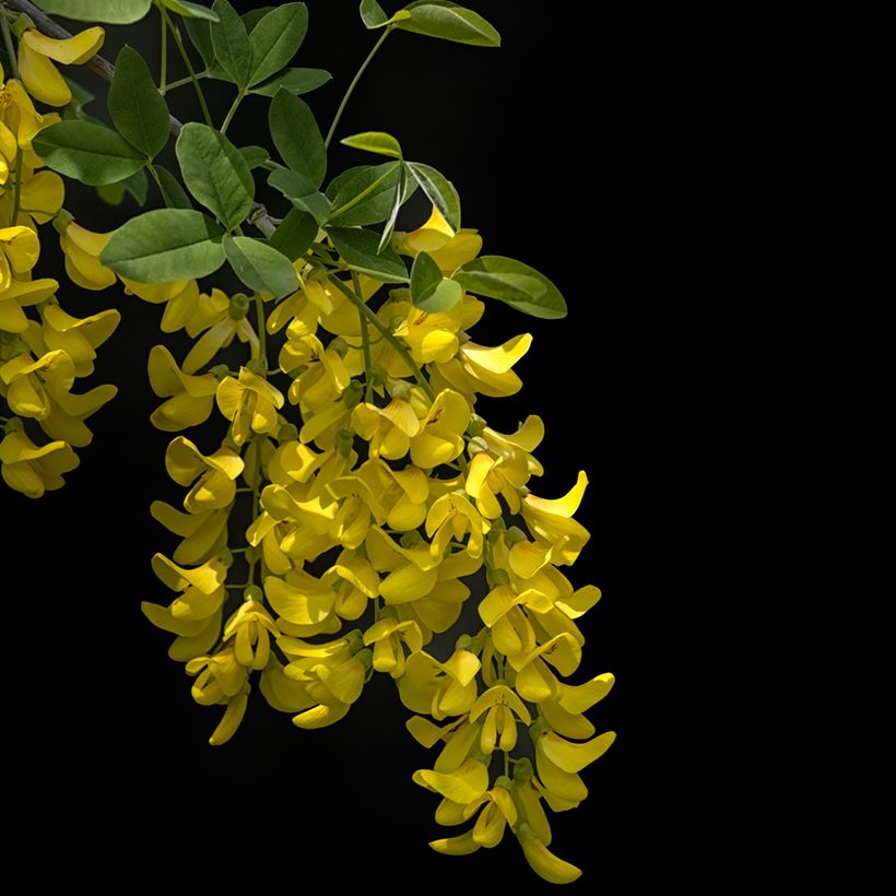 Laburnum anagyroides Yellow Rocket - Maggiociondolo comune (Fioritura)