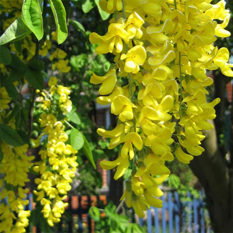 Laburnum watereri Vossii - Maggiociondolo (Flowering)