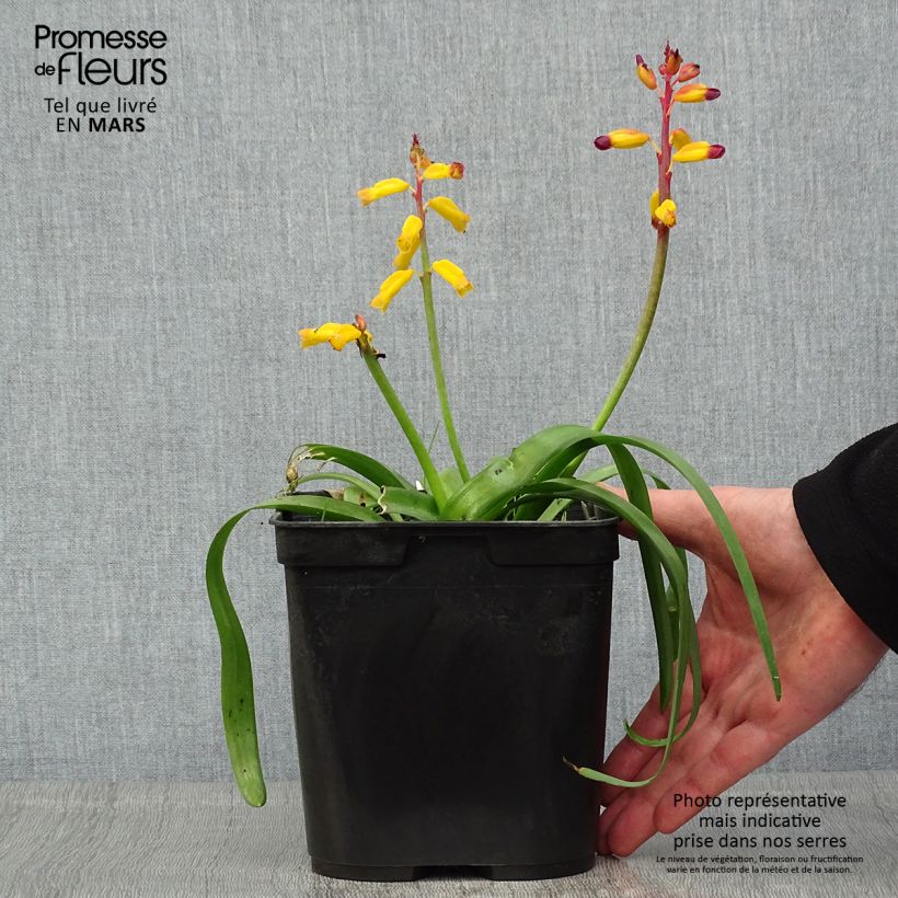 Example of Lachenalia African Beauty Namakwa Vaso da 2L/3L as you get in printemps