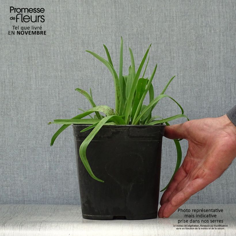 Esemplare di Lachenalia African Beauty Rupert Vaso da 3L/4L come consegnato in autunno