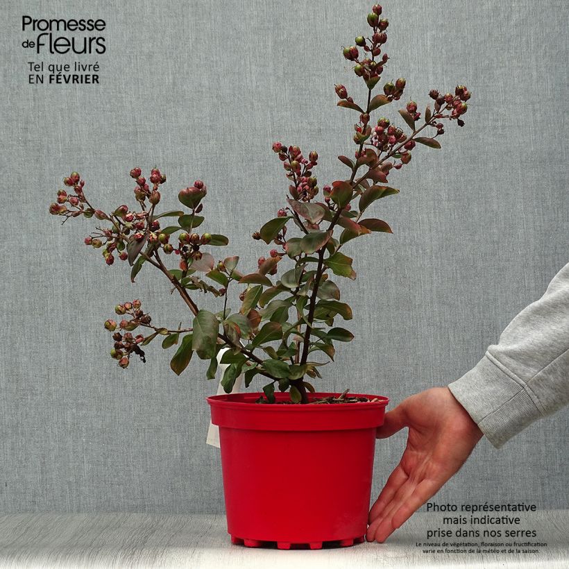 Esemplare di Lagerstroemia Braise d'Eté - Mirto crespo Vaso da 3L/4L, A cespuglio come consegnato in autunno