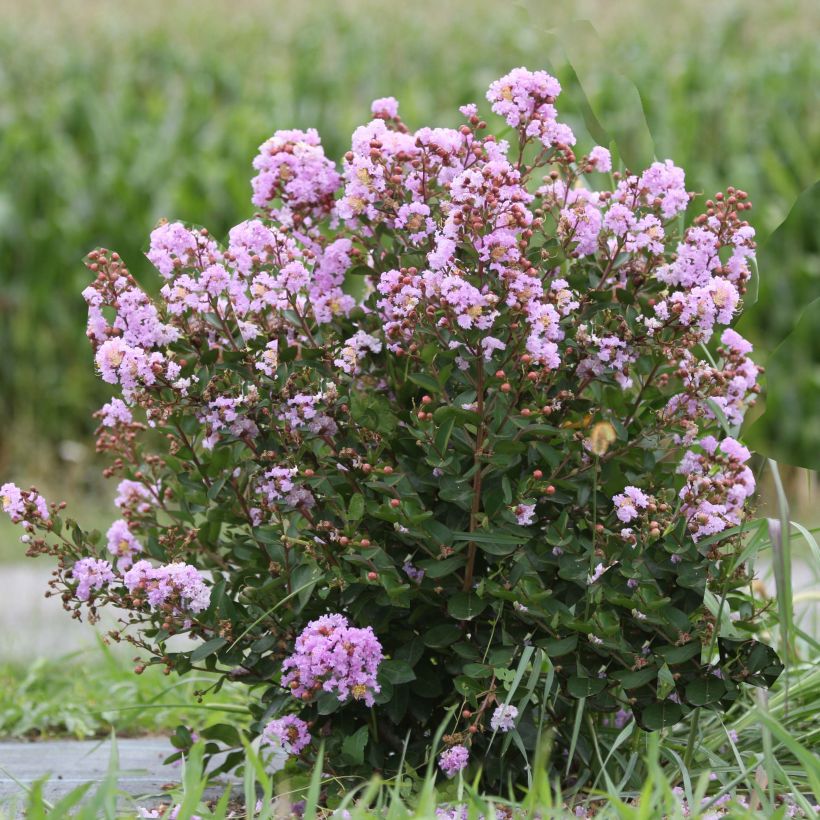 Lagerstroemia Camaïeu d'Ete - Mirto crespo (Plant habit)