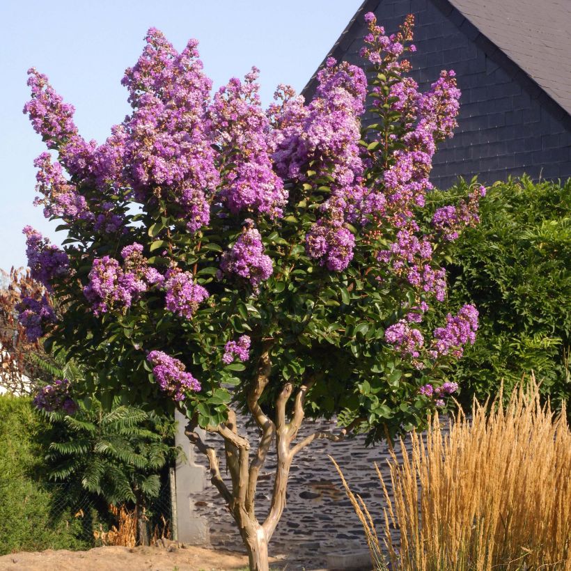 Lagerstroemia Lilac Grand Sud - Mirto crespo (Plant habit)