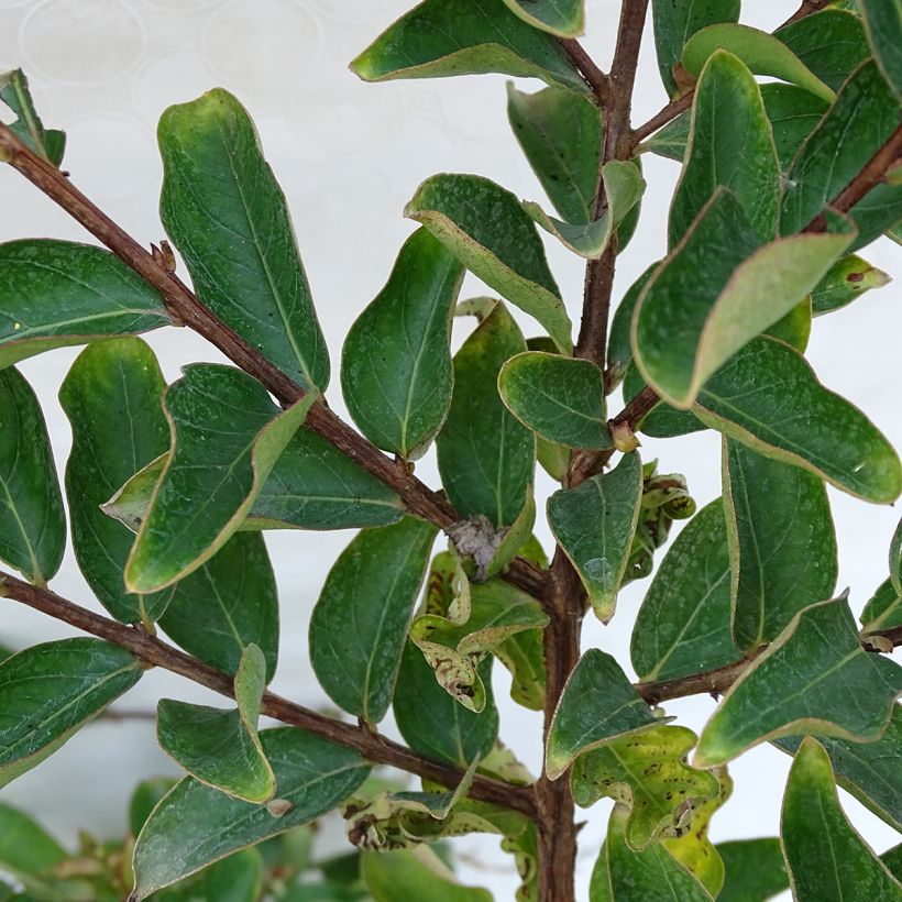 Lagerstroemia Lilac Grand Sud - Mirto crespo (Foliage)