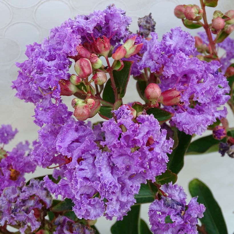 Lagerstroemia Lilac Grand Sud - Mirto crespo (Flowering)