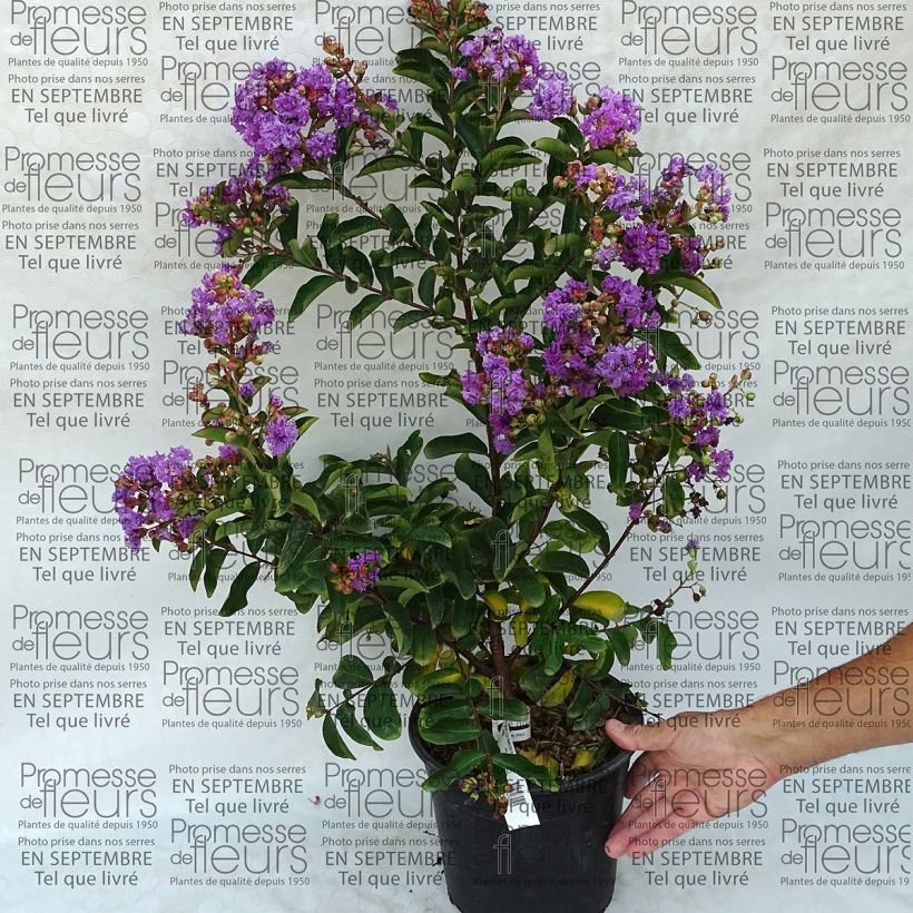 Example of Lagerstroemia Lilac Grand Sud - Mirto crespo Vaso da 4L/5L as you get