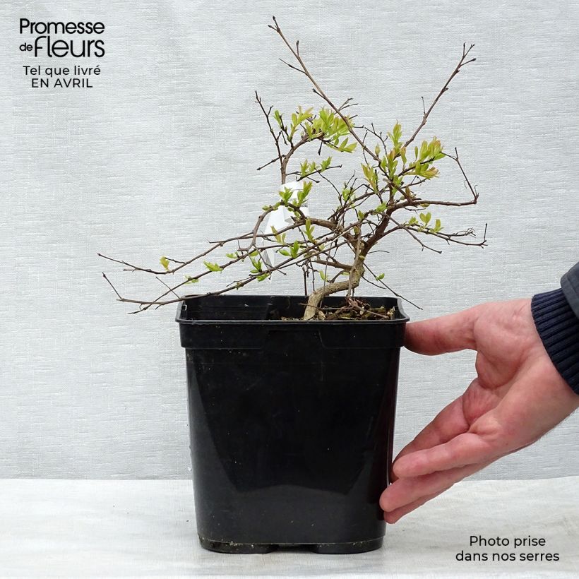 Example of Lagerstroemia Mimie Fuchsia - Mirto crespo Vaso da 2L/3L as you get in printemps