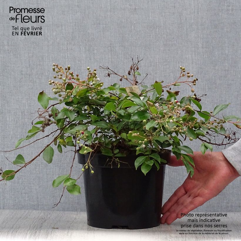 Esemplare di Lagerstroemia Mimie Fuchsia - Mirto crespo Vaso da 2L/3L come consegnato in autunno