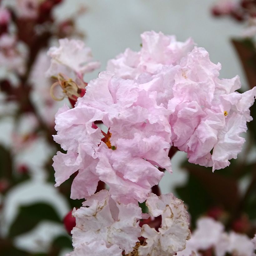 Lagerstroemia Neige d'Eté - Mirto crespo (Fioritura)