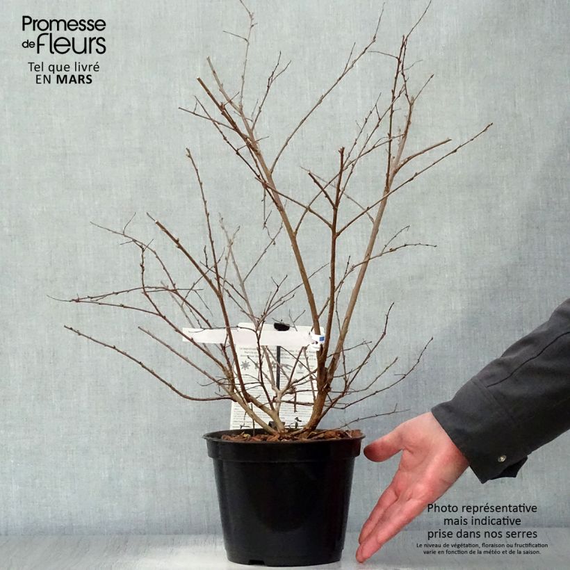 Lagerstroemia Neige d'Eté - Mirto crespo Vaso da 3L/4L esemplare consegnato in primavera