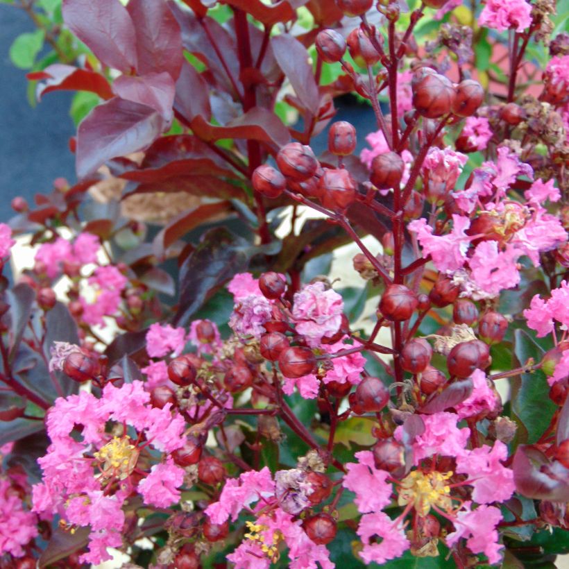 Lagerstroemia Rhapsody in PINK - Mirto crespo (Flowering)