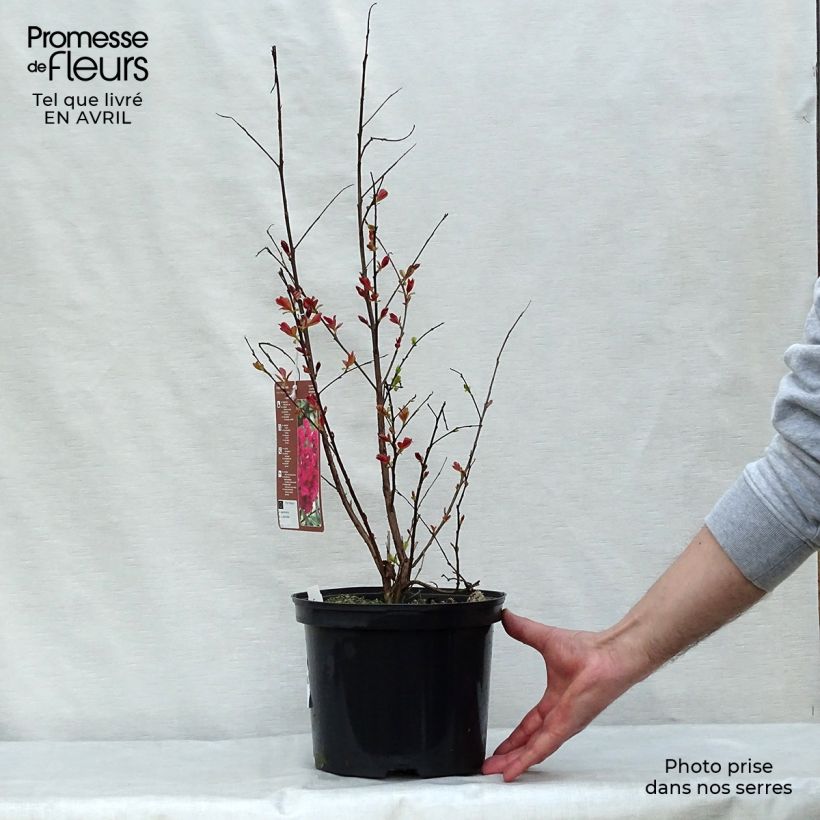 Example of Lagerstroemia Rhapsody in PINK - Mirto crespo Vaso da 3L/4L, A cespuglio as you get in printemps