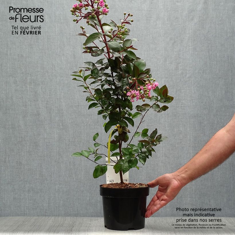 Esemplare di Lagerstroemia Rhapsody in PINK - Mirto crespo Vaso da 3L/4L, A cespuglio come consegnato in autunno