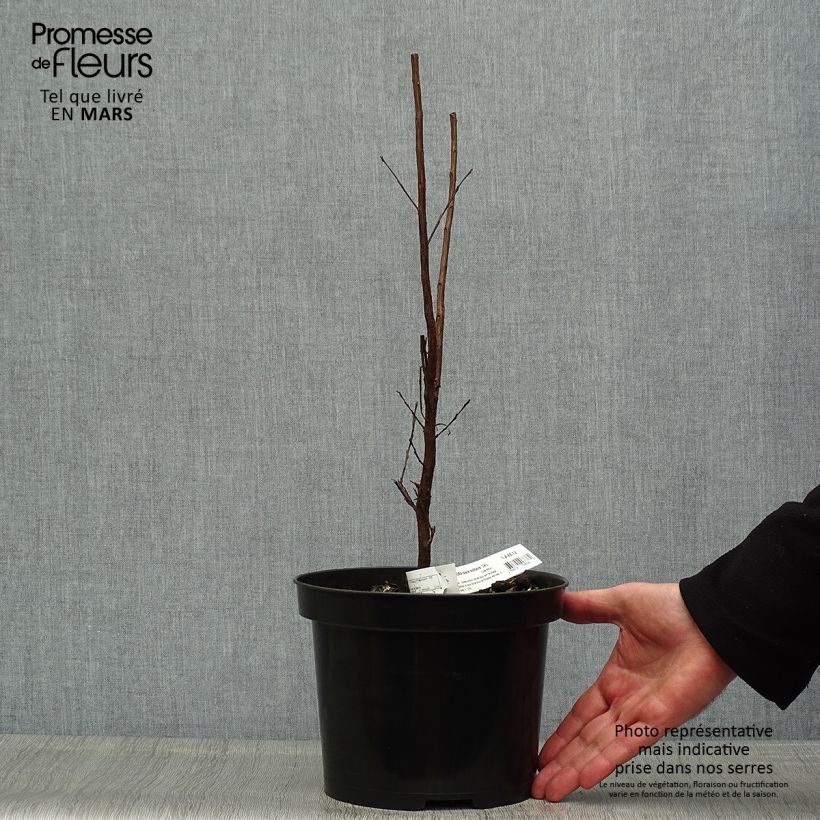 Example of Lagerstroemia Black Solitaire Blush - Mirto crespo Vaso da 3L/4L as you get in printemps