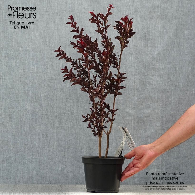 Example of Lagerstroemia Black Solitaire Purely Purple - Mirto crespo Vaso da 3L/4L, A cespuglio as you get in printemps